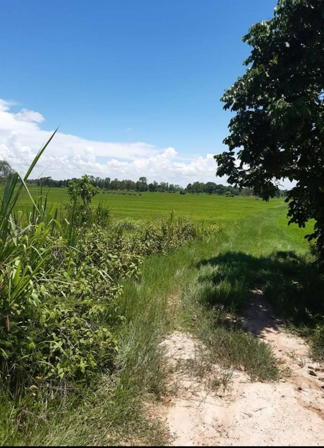 ขายที่ดินแปลงสวยราคาถูกอ.ศรีเชียงใหม่ จ.หนองคาย ไร่ละ 1.5 แสนบาทใกล้สำนักงานเทศบาลตำบลหนองปลาปาก 2.9 กม.บรรยากาศดีเดินทางสะดวกสบาย