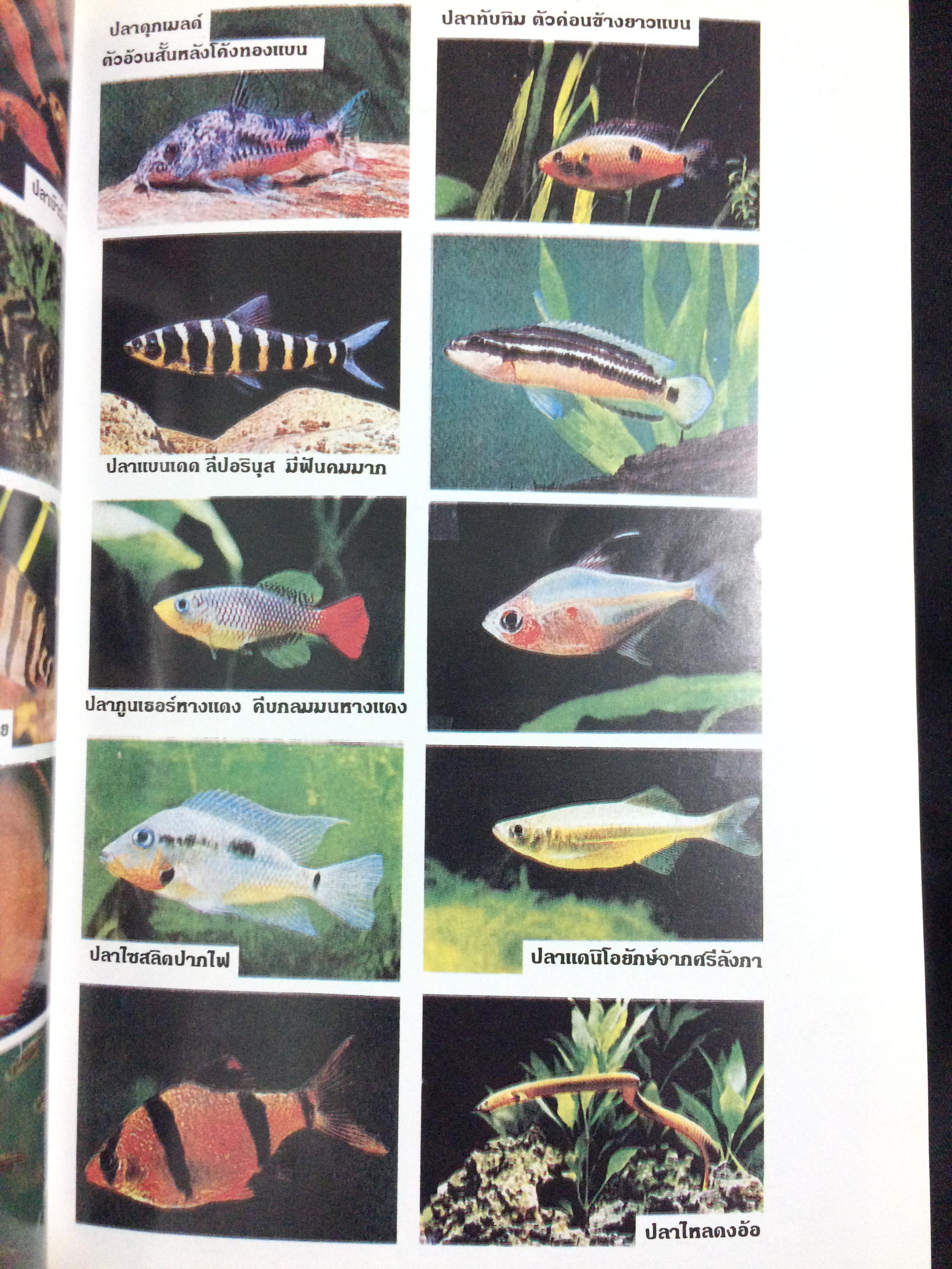 การเลี้ยงปลาตู้ปลาน้ำจืดทุกชนิดเป็นอาชีพ