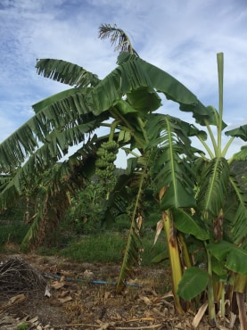 ขายที่ดินจัดสรรค์สวยราคาถูกติดถนน 3 ด้านห่างทุ่งดินดำรีสอร์ท 548 เมตร ใกล้อบต. เลาขวัญ 2.8 กม. รพ.เลาขวัญ4.8กม.อ.อู่ทอง จ.สุพรรณบุรี