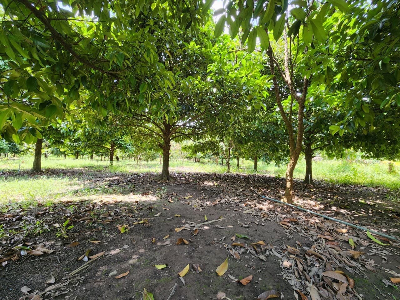 ขายสวนผลไม้ เงาะ มังคุด ทุเรียน ลองกอง ราคาถูก พร้อมบ้านพัก นํ้าไฟเข้าถึง ทางเข้าออกสะดวกสบายบรรยากาศดีเจ้าของขายเอง อำเภอมะขาม จังหวัดจันทบุรี