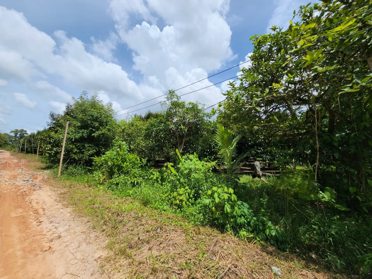 ขายสวนผลไม้ เงาะ มังคุด ทุเรียน ลองกอง ราคาถูก พร้อมบ้านพัก นํ้าไฟเข้าถึง ทางเข้าออกสะดวกสบายบรรยากาศดีเจ้าของขายเอง อำเภอมะขาม จังหวัดจันทบุรี