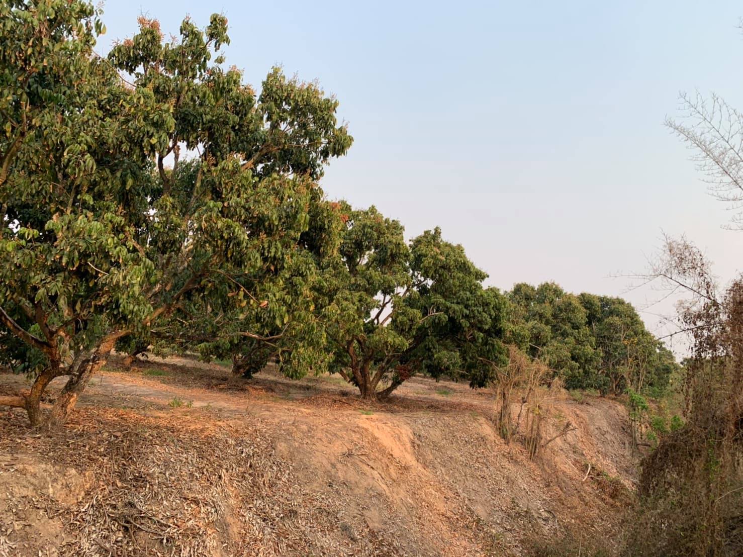 ขายที่ดินสวนราคาถูกเหมาะทำการเกษตรสร้างบ้านสวนพื้นที่กว้างพร้อมสำหรับทุกคนในครอบครัวใกล้วิทยาลัยการอาชีพป่าซาง 1.37 กม. จ.ลำพูน
