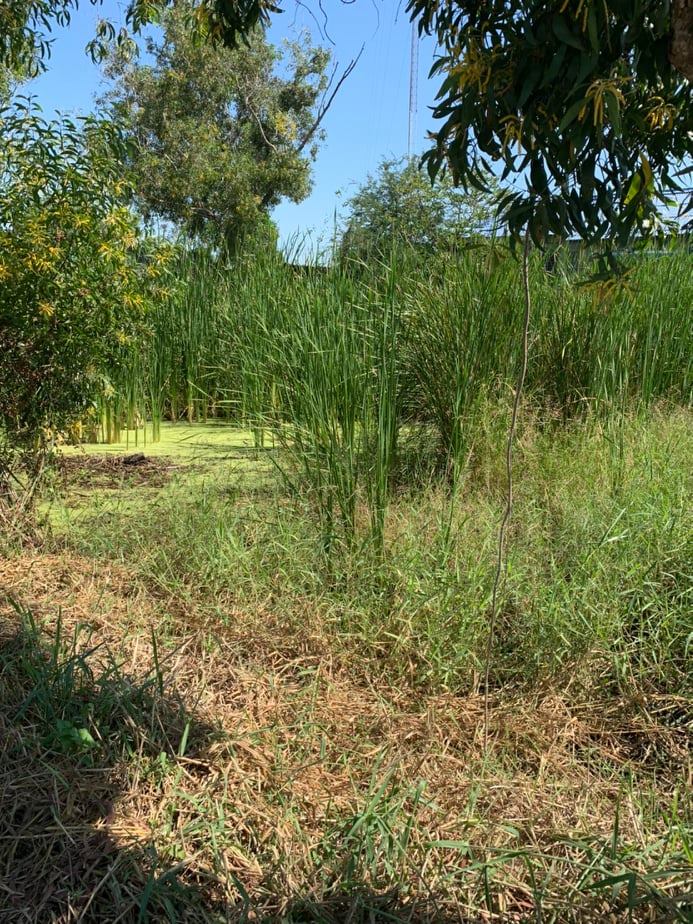 ด่วนขายที่ดินสวยราคาถูกที่สุด53ตรว.ซ.สังฆสันติสุข40 เจียรดับ หนองจอก กทม.ห่างจากหมู่บ้านทองธารา300เมตร