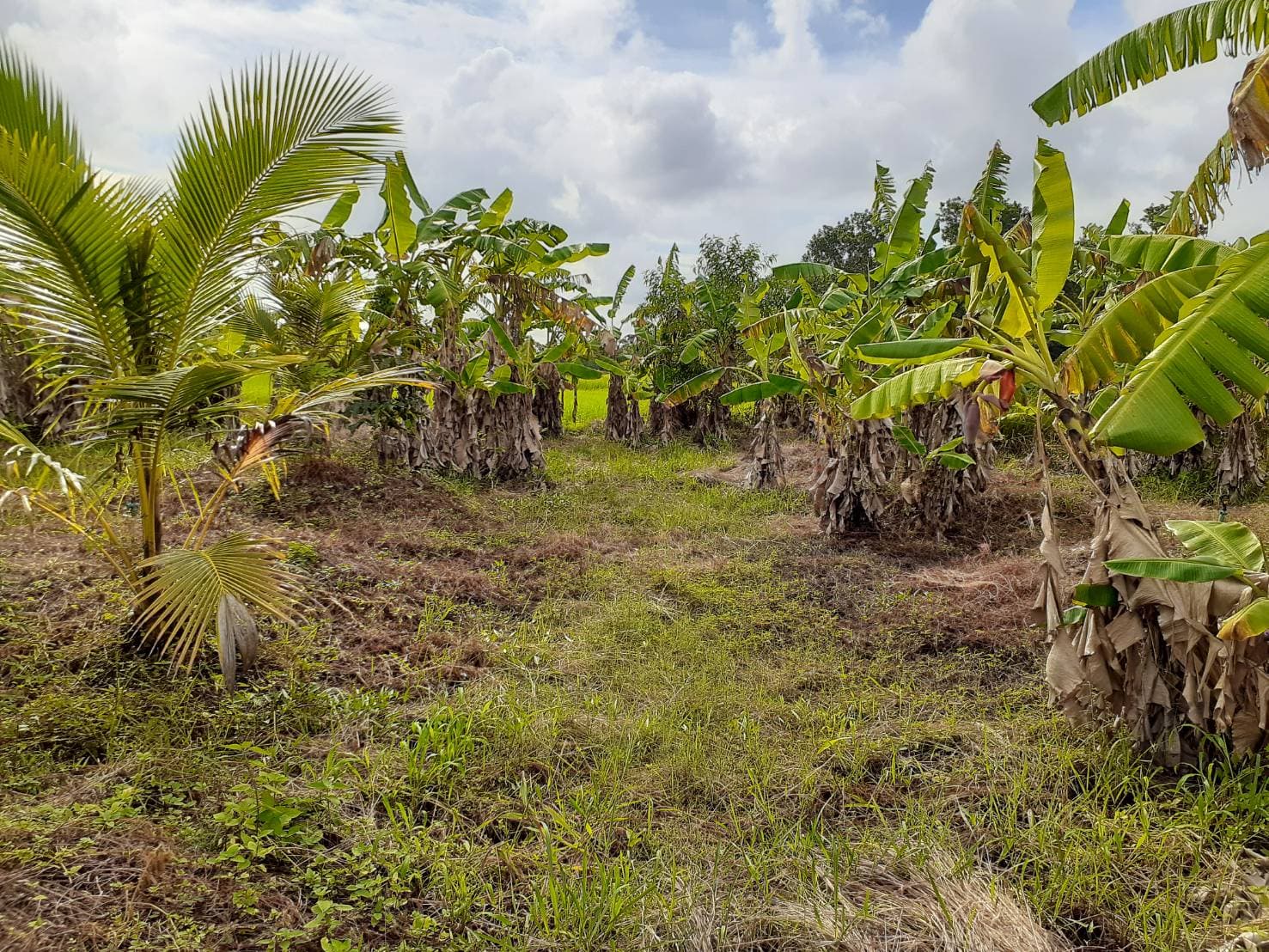 ขายที่ดินสวยราคาถูกใกล้ป้อมตำรวจ อ.แหลมสิงห์ จ.จันทบุรี 9 ไร่