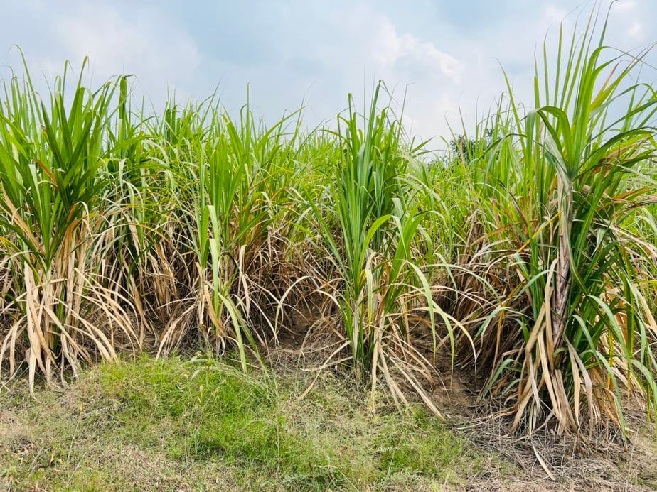 ขายที่ดินราคาถูก1.5แสนบาท/ไร่ อ.พยุหะคีรีจ.นครสวรรค์ใกล้อบต.เขาทองที่ดินสวยเหมาะทำการเกษตรปัจจุบันให้เช่าทำไร่อ้อย(มีผู้เช่า)บรรยากาศดีเดินทางสะดวก