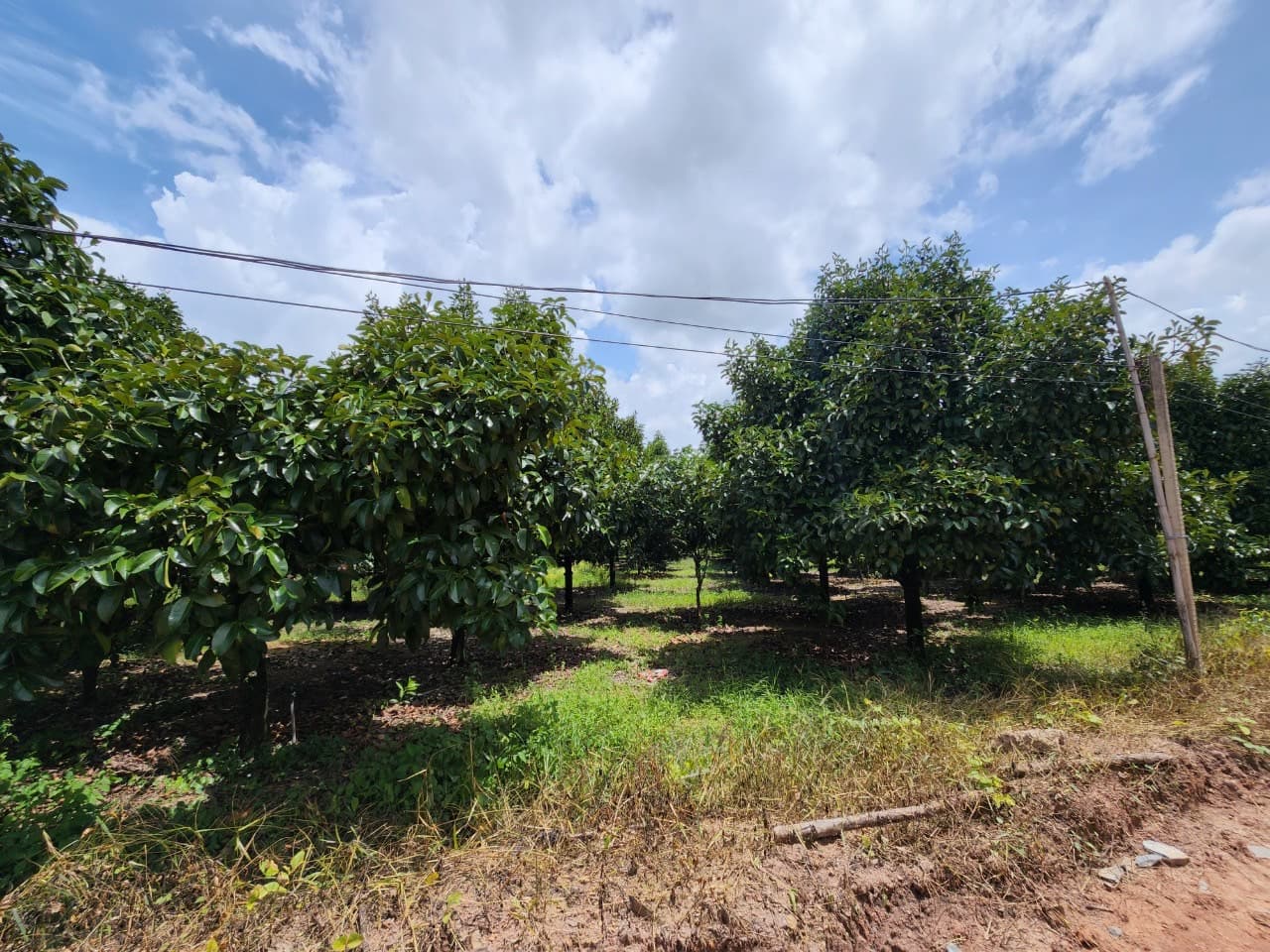ขายสวนผลไม้ เงาะ มังคุด ทุเรียน ลองกอง ราคาถูก พร้อมบ้านพัก นํ้าไฟเข้าถึง ทางเข้าออกสะดวกสบายบรรยากาศดีเจ้าของขายเอง อำเภอมะขาม จังหวัดจันทบุรี