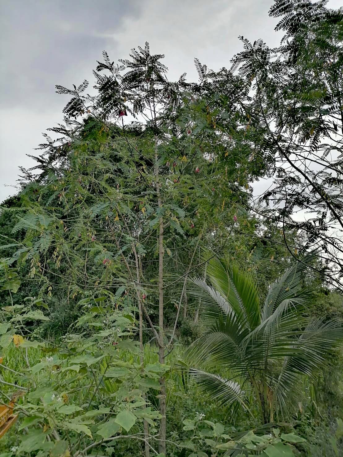 ขายที่ดินราคาถูกในเขตเทศบาลอำเภอบางขัน จังหวัดนครศรีธรรมราชไร่ละ6.5แสนใกล้ถนนใหญ่350เมตร,เซเว่น530เมตรบรรยากาศดีเดินทางสะดวกสบาย