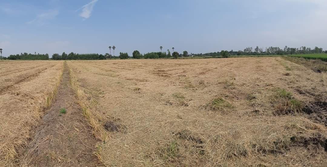 ขายที่ดิน อ.สามชุก จ.สุพรรณบุรี 12 ไร่ 3 งาน 68 ตรว. ใกล้ถนนหลวงชนบทสุพรรณบุรี (4022) 200 ม.เหมาะแก่การทำการเกษตรบรรยากาศดีเดินทางสะดวกใกล้โรงเรียนบ้านหนองบัวทอง 600 เมตร