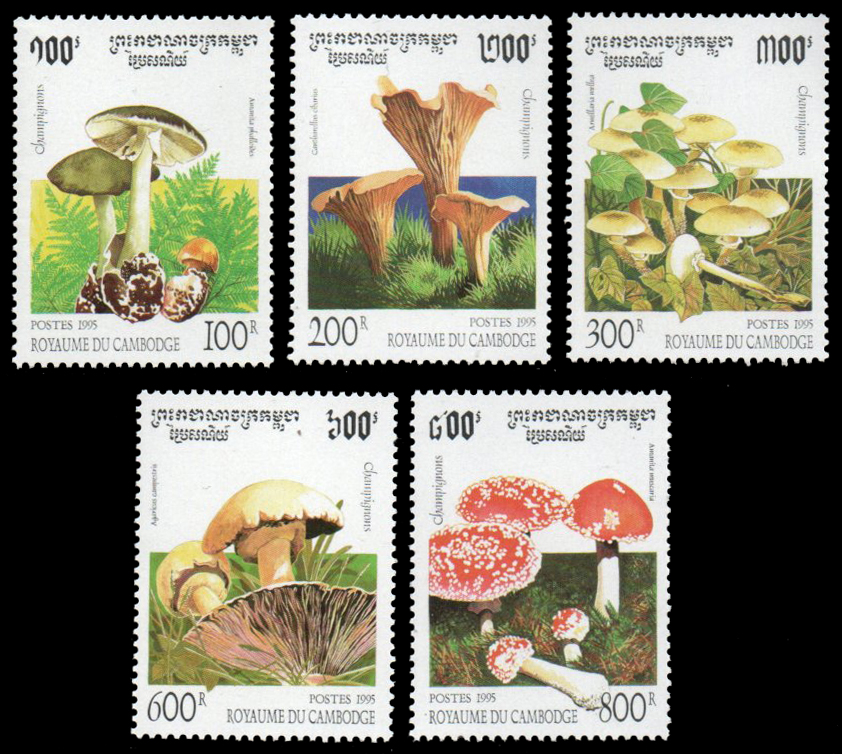 1995 Fungi