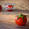 กินมะเขือเทศ สู้มะเร็งต่อมลูกหมาก