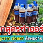 สูตรการทำฮอร์โมน สำหรับบำรุงราก เร่งดอก ติดผลง่าย ใบเขียวสด