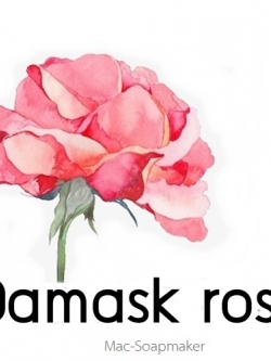 ROSE : Damask rose น้ำมันหอมระเหยผสม กุหลาบดามัซก์ Fresh floral กลิ่นหอม แรง สดชื่น ละลายในแอกอฮอล์และน้ำมัน - แอกอฮอล์ และไม่เร่งเทรซ COA