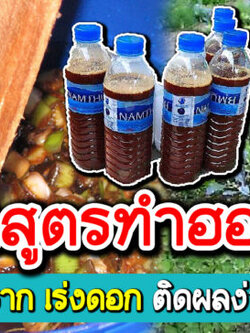 สูตรการทำฮอร์โมน สำหรับบำรุงราก เร่งดอก ติดผลง่าย ใบเขียวสด