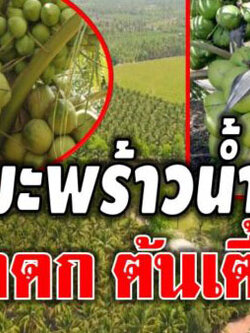 เทคนิคการปลูกมะพร้าวน้ำหอม ลูกดกต้นเตี้ย