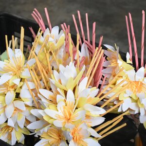 ดอกไม้จันทน์