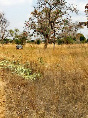 ขายที่ดิน อ.เสนางคนิคม จ.อำนาจเจริญ 9 ไร่ 1 งาน 9 ตรว.