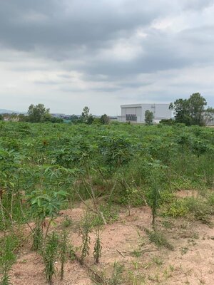 ขายที่ดินในเขตนิคมอุตสาหกรรมราคาถูกเหมาะทำธุรกิจพื้นที่กว้างเดินทางสะดวก6ไร่ติดถนนห้างแก้ว5อ.ปลวกแดงจ.ระยอง