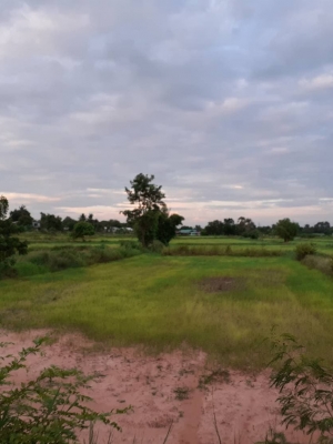 ขายที่ดินแบ่งขาย30ไร่ราคาถูกที่สุดใกล้อ่างเก็บนํ้าห้วยทรายและลานมันท.ธ.พืชผล300เมตร อ.บำเหน็จณรงค์ จ.ชัยภูมิ