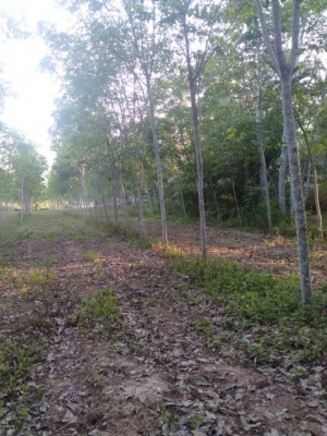 ขายที่ดินพร้อมสวนยางพาราอายุ6ปีราคาถูก5ไร่22.7ตรว.ห่างจากถนนใหญ่(หมายเลข41) 1.2กม. ใกล้ อ.ทุ่งสงจ.นครศรีธรรมราช