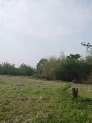 ขายที่ดินติดถนนลาดยาง 10ไร่ 2 งาน 22 ตารางวาใกล้เทศบาลต.ดอนหญ้านาง อ.พรเจริญจ.บึงกาฬเหมาะทำธุรกิจหรือสร้างที่พักอาศัยบรรยากาศดีการเดินทางสะดวกสบาย