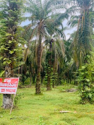 ขายที่ดินผืนใหญ่ราคาถูก อ.คลองท่อม จ.กระบี่ พร้อมสวนปาล์มและบ่อกุ้ง 5 บ่อติดถนนใหญ่เดินทางสะดวกสบายใกล้ถนนเพชรเกษมพื้นที่ 70 ไร่