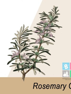 COA ,MSDS(SDS)Rosemary oil / Champhor rosemary oil น้ำมันหอมระเหยโรสแมรี่(โรสแมรี่การบูร)