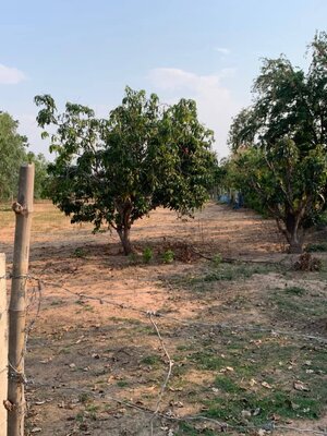 ขายที่ดินราคาถูกติดถนนลาดยางเหมาะสร้างบ้านอยู่อาศัยหรือค้าขายบรรยากาศดีการเดินทางสะดวกพื้นที่กว้าง 345 ตรว. อำเภอประทาย จังหวัดนครราชสีมา