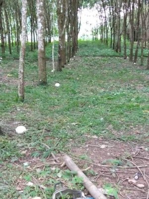 ขายที่นาเพื่อทำการเกษตรราคาถูกที่สุด +ไร่สวนยางพารา (พร้อมกรีด) อ.สังคมจ.หนองคายใกล้หมู่บ้านการเดินทางสะดวก เหมาะกับการทำรีสอร์ท ร้านกาแฟ ติดแหล่งท่องเที่ยวบรรยากาศดี