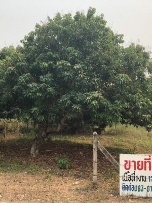 ขายที่ดินสวยราคาพิเศษถูกกว่าราคาประเมิน อ.เชียงแสน จ.เชียงราย