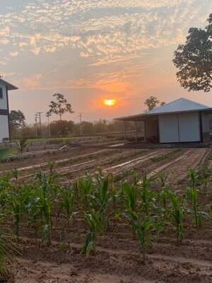 ขายบ้านพร้อมที่ดินมีพื้นที่สวนกว้างขวางพร้อมสำหรับทุกคนในครอบครัว2ไร่13ตรว.ติดถนนใหญ่ใกล้อบต.ป่าชัน 340 เมตร จ.บุรีรัมย์