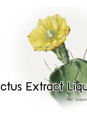 COA Cactus Extract Liquid / สารสกัด กระบองเพชร ชนิดน้ำ