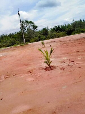 ขายที่ดินพร้อมสิ่งปลูกสร้างราคาถูกพื้นที่4ไร่พร้อมห้องแถว8ห้องบรรยากาศดีเดินทางสะดวกใกล้รพ.ไชยา3.8กม.จ.สุราษฏร์