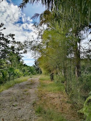 ขายที่ดินราคาถูกในเขตเทศบาลอำเภอบางขัน จังหวัดนครศรีธรรมราชไร่ละ6.5แสนใกล้ถนนใหญ่350เมตร,เซเว่น530เมตรบรรยากาศดีเดินทางสะดวกสบาย