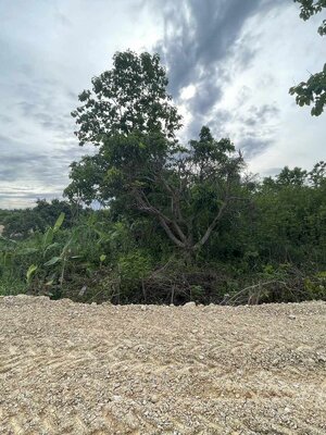 💥📣ขายที่ดินใกล้เซเว่นสาขาบ้านเหมืองง่าอำเภอเมืองลำพูน2แปลงติดถนนคอนกรีตเดินทางสะดวกเหมาะทำธุรกิจหรือการเกษตรบ้านสวนสนใจติดต่อเจ้าของทรัพย์091-8588378💥📣