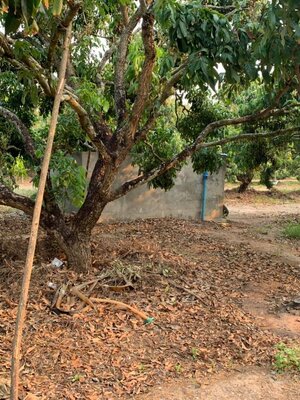 ขายที่ดินสวนราคาถูกเหมาะทำการเกษตรสร้างบ้านสวนพื้นที่กว้างพร้อมสำหรับทุกคนในครอบครัวใกล้วิทยาลัยการอาชีพป่าซาง 1.37 กม. จ.ลำพูน