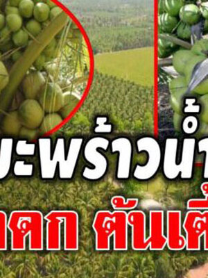 เทคนิคการปลูกมะพร้าวน้ำหอม ลูกดกต้นเตี้ย