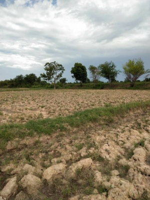 ขายที่ดินอำเภอขามสะแก ราคาถูกห่างจากสำนักงานเทศบาลตำบลขามสะแกแสง 1.1กม.