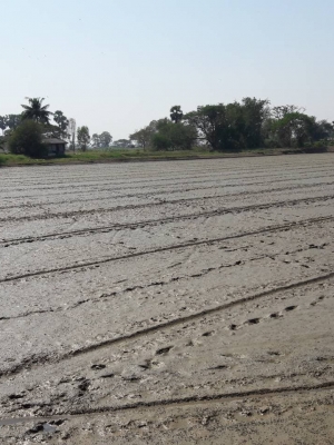 ขายที่ดินสวยราคาถูกติดคลองมีนํ้าใช้ตลอดปีทำนาได้ปีละ 3 รอบ อ.สองพี่น้อง