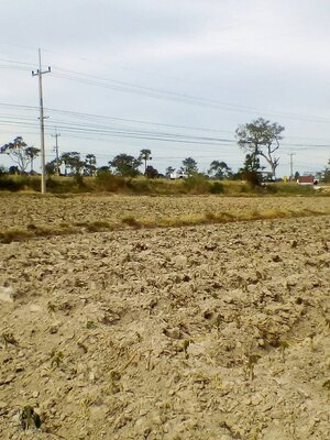 ขายที่ดินติดถนนใหญ่แจ้งสนิทราคาถูก อ.คำเขื่อนแก้ว จ.ยโสธร หน้ากว้าง 85 เมตร ติด หจก.สายสีแก้วสกุล จำกัดเหมาะทำธุรกิจการเดินทางสะดวก